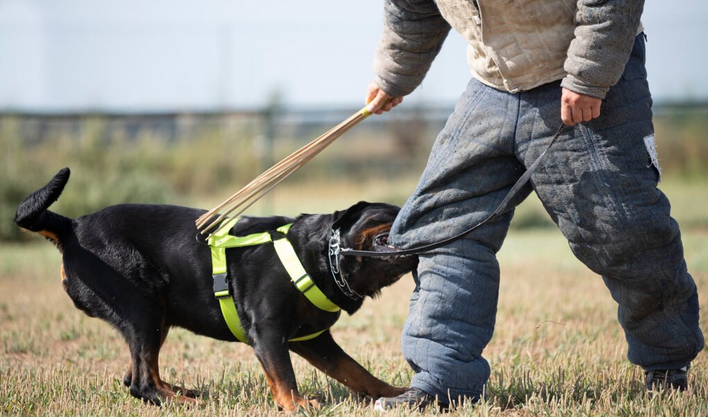 Unveiling rare dog breeds: Discovering hidden gems in the canine world