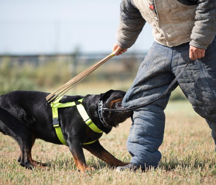 Unveiling rare dog breeds: Discovering hidden gems in the canine world