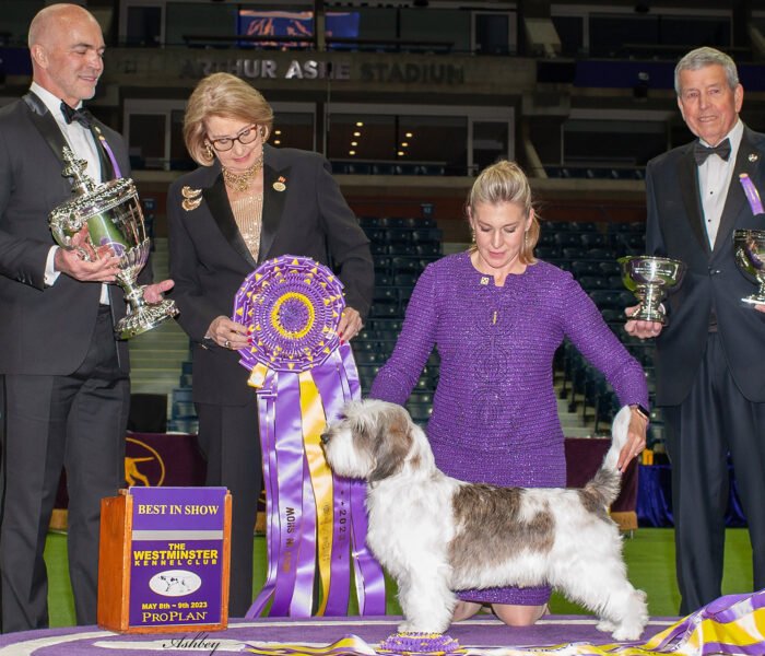 Celebrating the 2023 Best in Show winners at the Westminster Dog Show