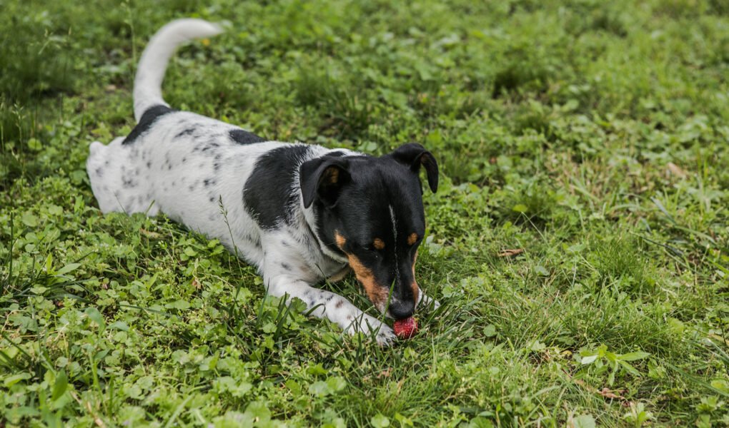 Can Dogs Eat Strawberries? Unveiling the Sweet and Nutritious Treat for Your Pup