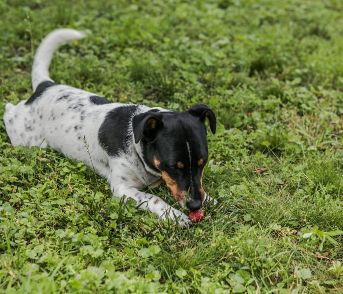 Can Dogs Eat Strawberries? Unveiling the Sweet and Nutritious Treat for Your Pup