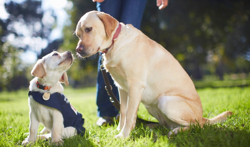 Puppy Socialization: Building a Strong Foundation for a Well-Behaved Dog