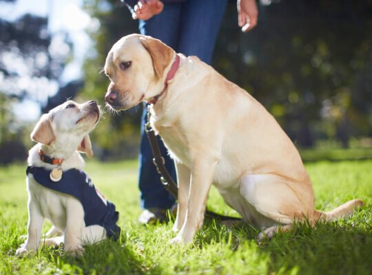 Puppy Socialization: Building a Strong Foundation for a Well-Behaved Dog