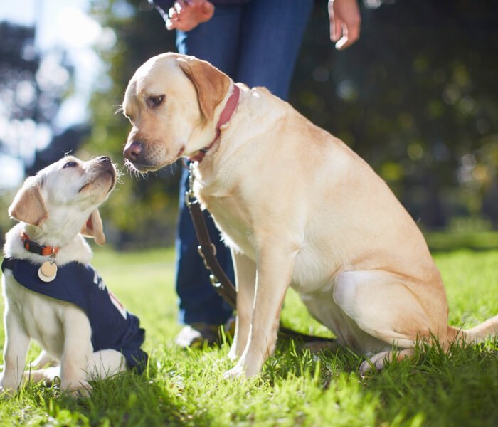 Puppy Socialization: Building a Strong Foundation for a Well-Behaved Dog