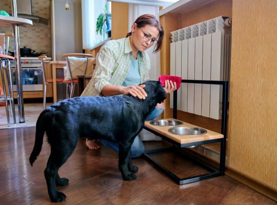 How to Create a Pet-Friendly Home: Design Tips and Ideas