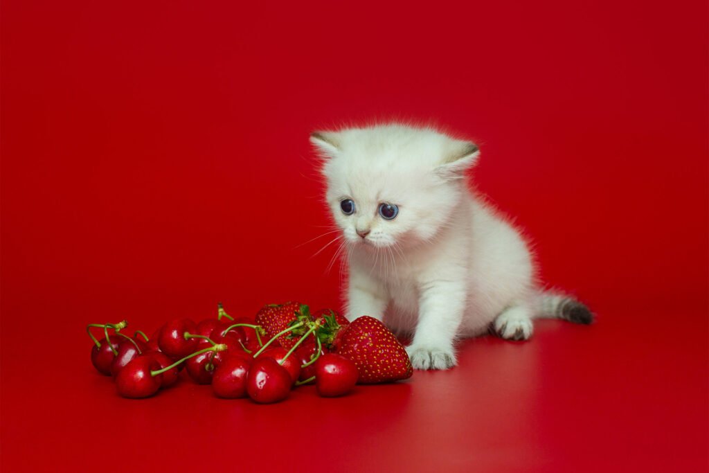 Safety considerations of strawberries for cats