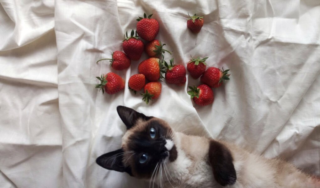 Safety considerations of strawberries for cats