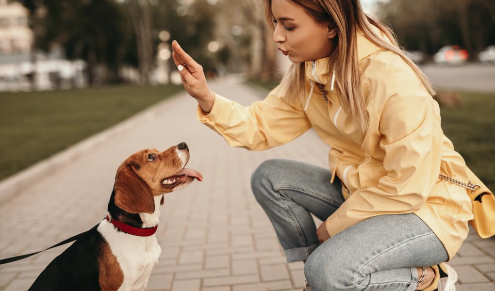 Training-Your-Dog