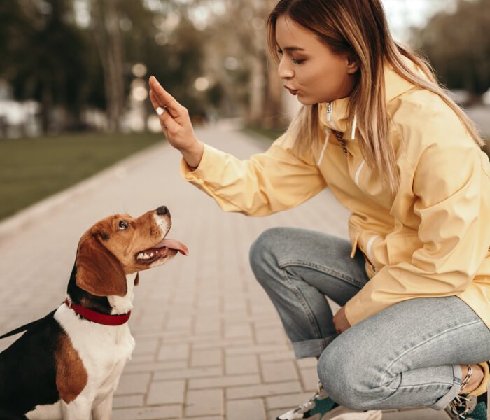 Training-Your-Dog