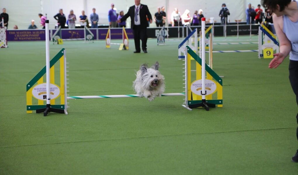 Westminster Dog Show’s Best in Show: Celebrating Canine Excellence and Prestige