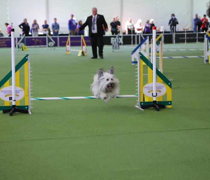 Westminster Dog Show’s Best in Show: Celebrating Canine Excellence and Prestige