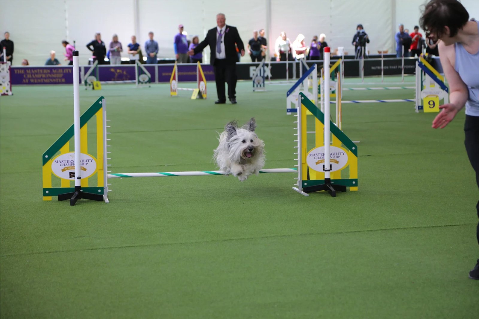 Westminster Dog Show’s Best in Show: Celebrating Canine Excellence and Prestige