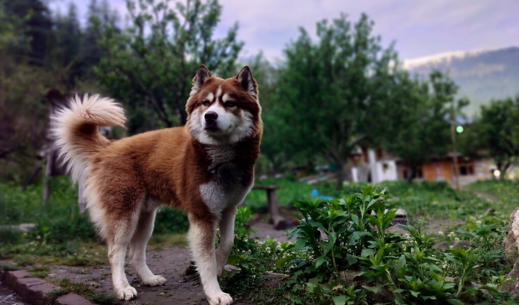 Huskies: Unleashing the Majestic Spirit of Energetic Canine Companions