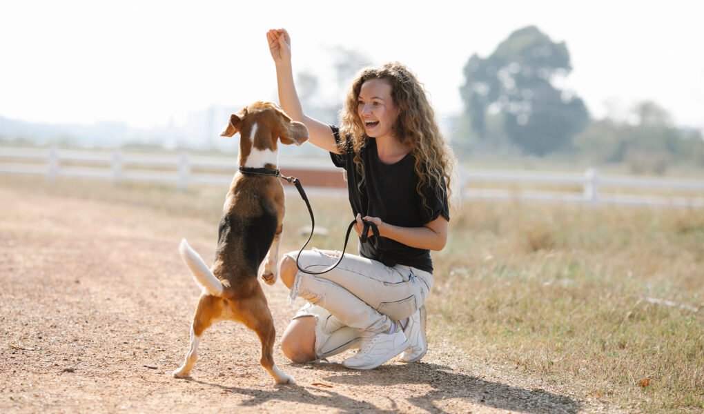 Effective-Training-Tips-for-Small-Dogs