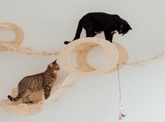 Pawsitively Fun: DIY Your Own Cat Toys for Creative Feline Playtime