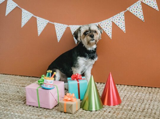 Celebrating Pet Holidays: A Pawsome Guide for Dogs and Cats