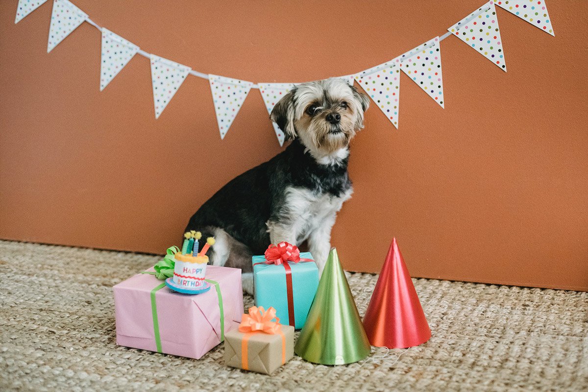 Celebrating Pet Holidays: A Pawsome Guide for Dogs and Cats